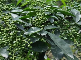 �c���鿴Ԕ��